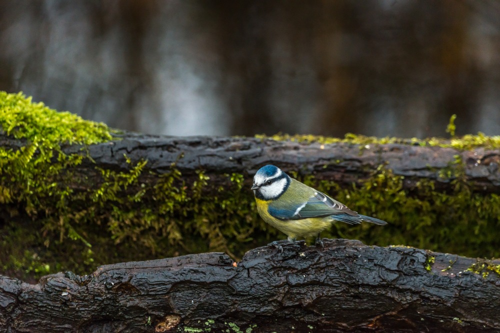 Blue Tit at RSPB Leighton Moss