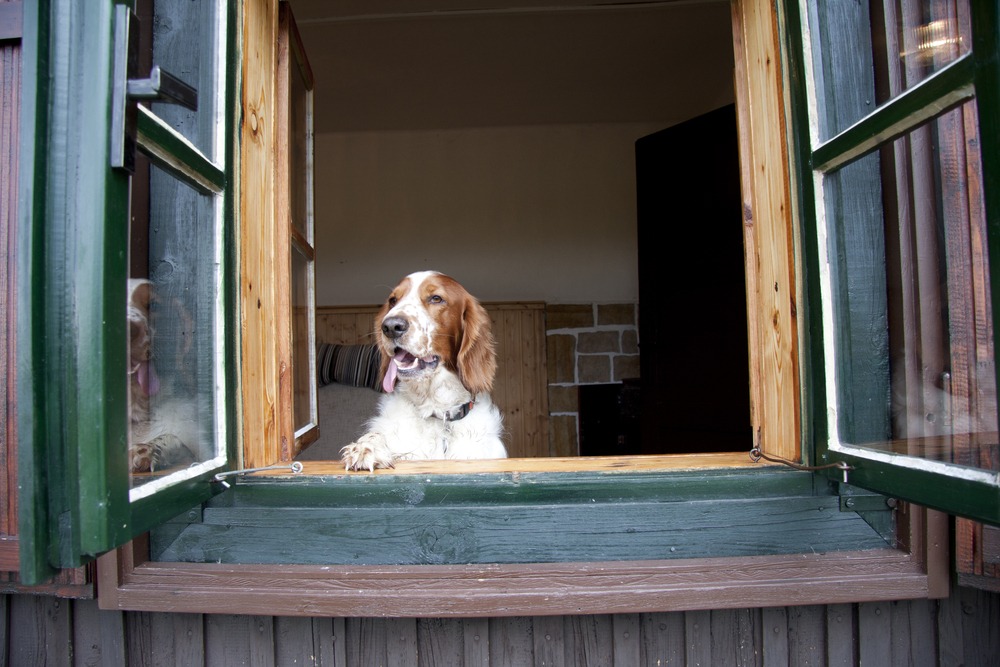 dog friendly cottages lake district