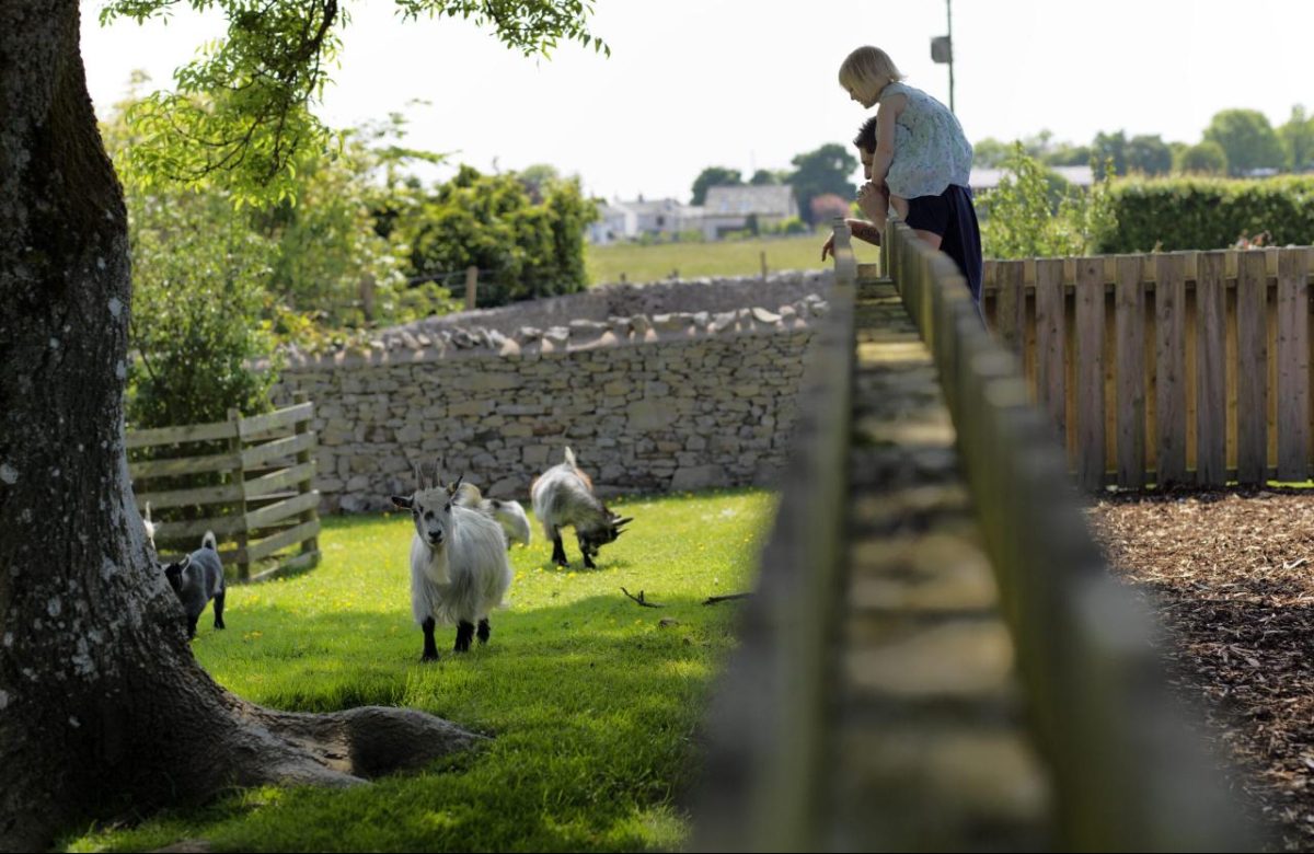 Hollins farm family farm animals header scaled Holiday Offers