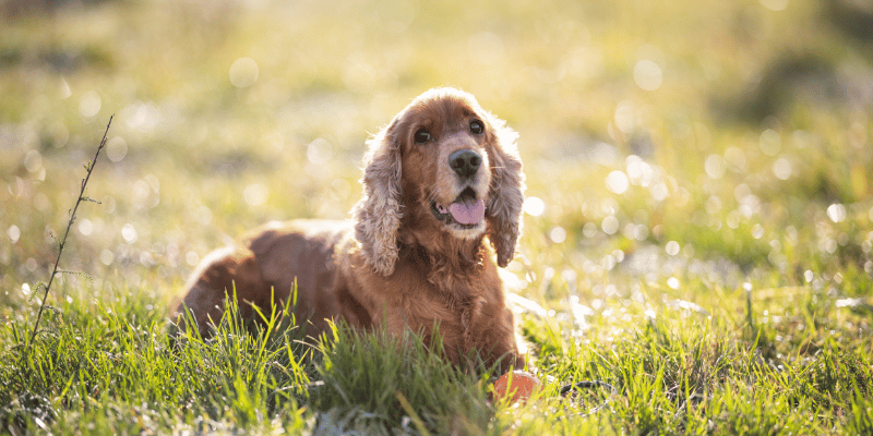 Dog Friendly Guide to Silverdale & Arnside